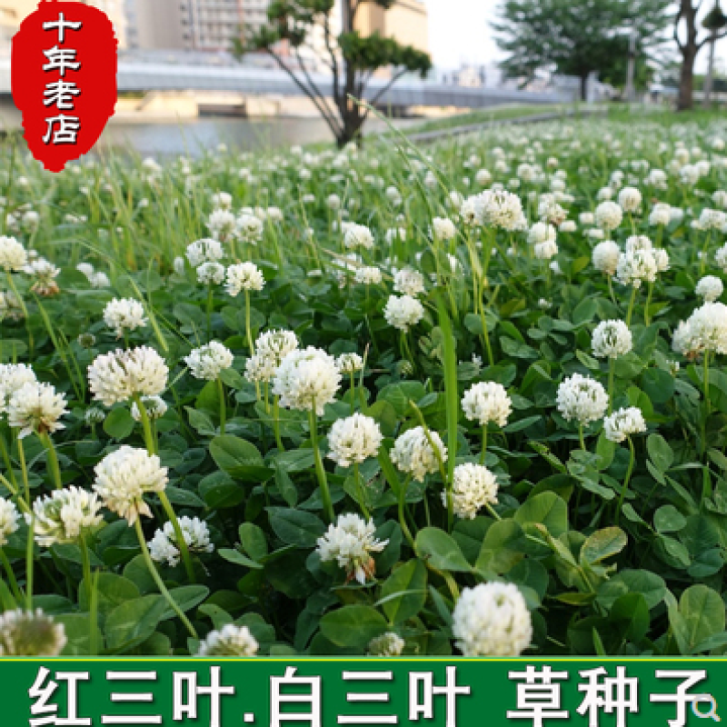 进口白三叶种子红三叶草籽易活矮生植物工程绿化护坡固土绿肥