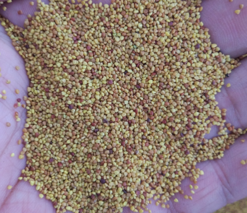 进口白三叶种子红三叶草籽易活矮生植物工程绿化护坡固土绿肥