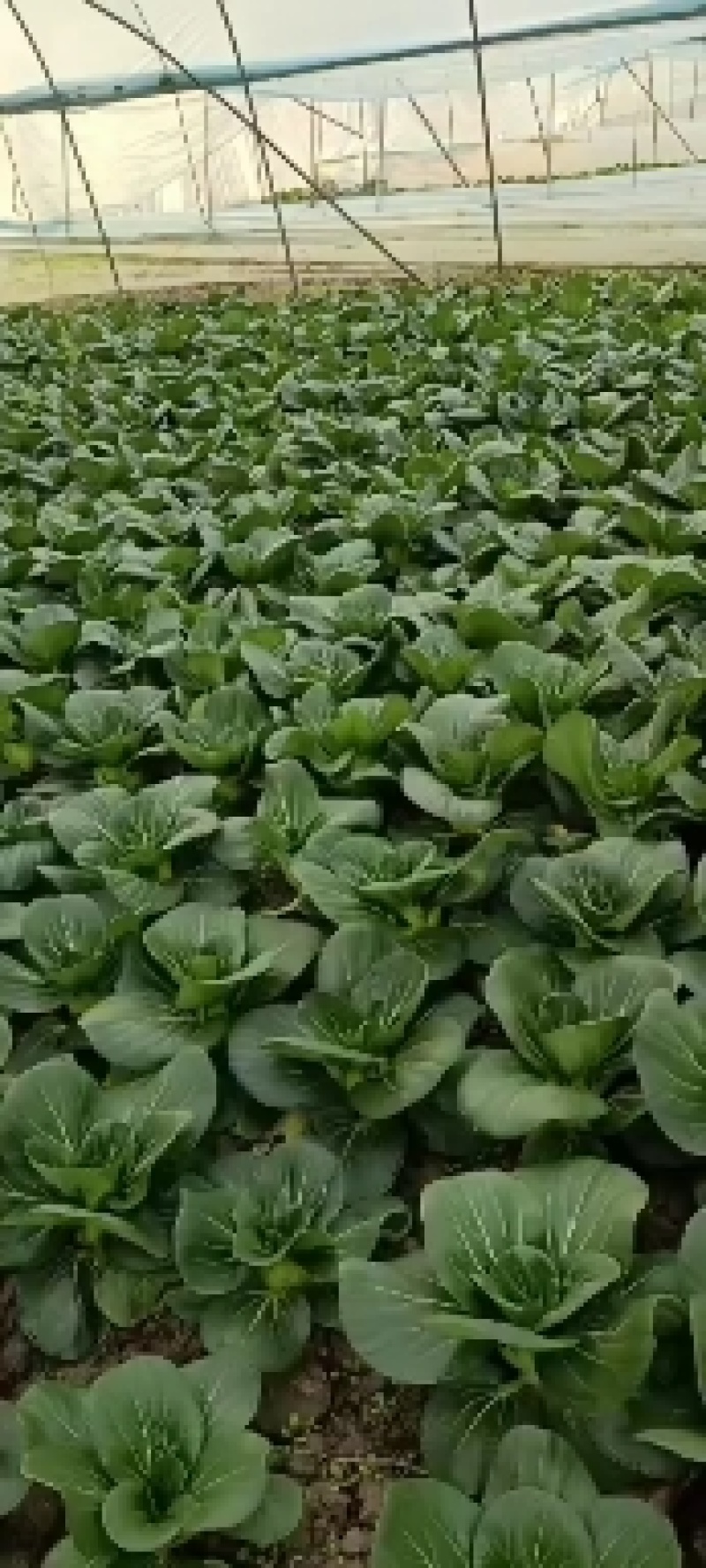 精品矮脚黑菜常年出售南通精品黑菜**精品诚信合作，