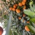广西富川大量精品沃柑............