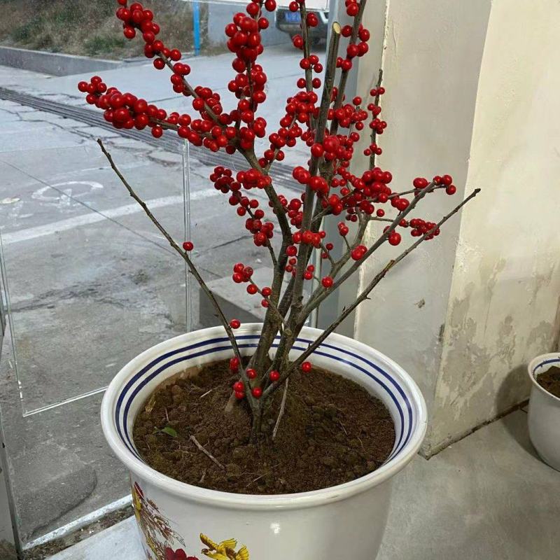 北美冬青三年到五年苗当年结果苗