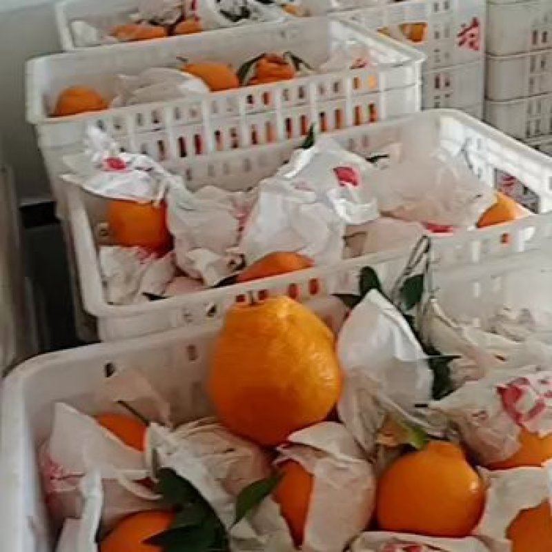 春见柑桔