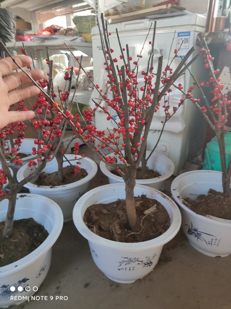北美冬青三年到五年苗当年结果苗