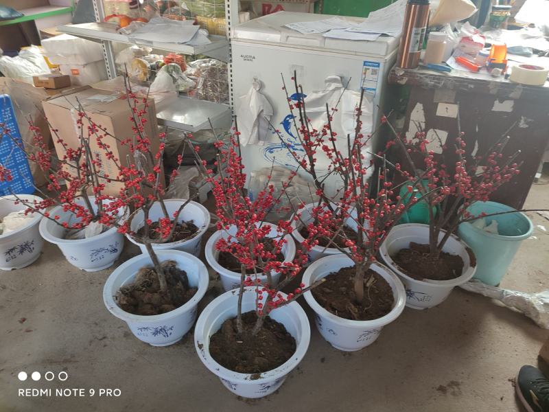 北美冬青三年到五年苗当年结果苗