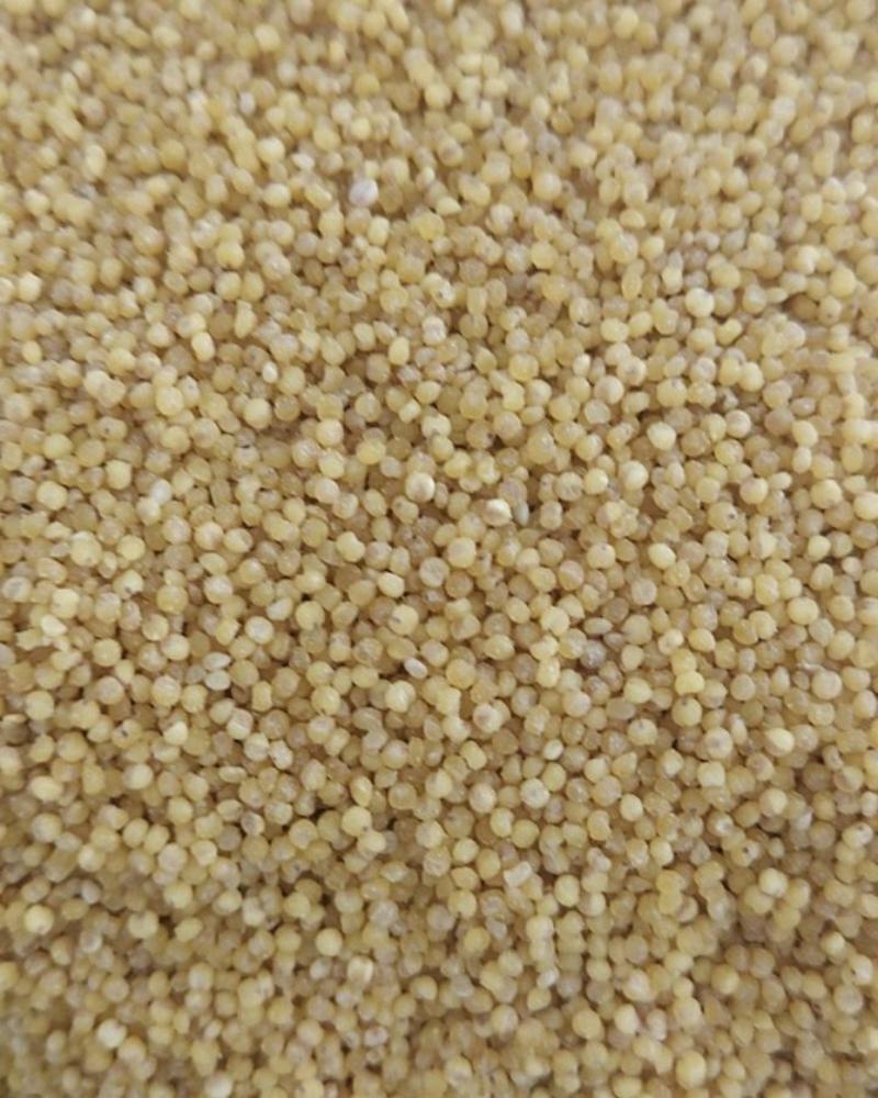 精品小米，山西临汾基地直种，一首货源。价格实低。