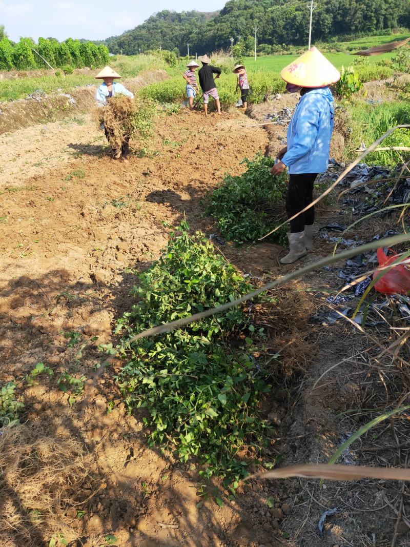四季树形大毛花，干花现在市场80一斤左右，高产高含量品种