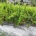 四季树形大毛花，干花现在市场80一斤左右，高产高含量品种