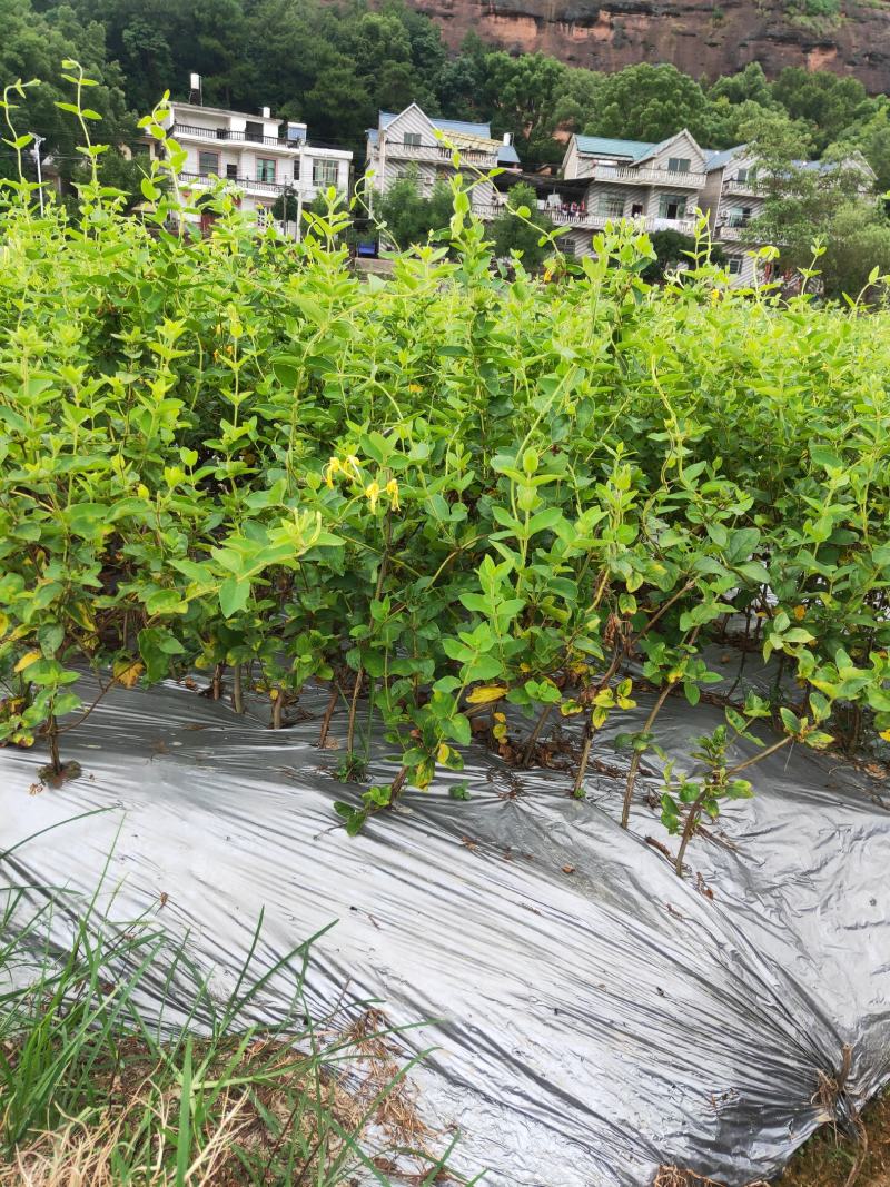 四季树形大毛花，干花现在市场80一斤左右，高产高含量品种