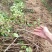 四季树形大毛花，干花现在市场80一斤左右，高产高含量品种