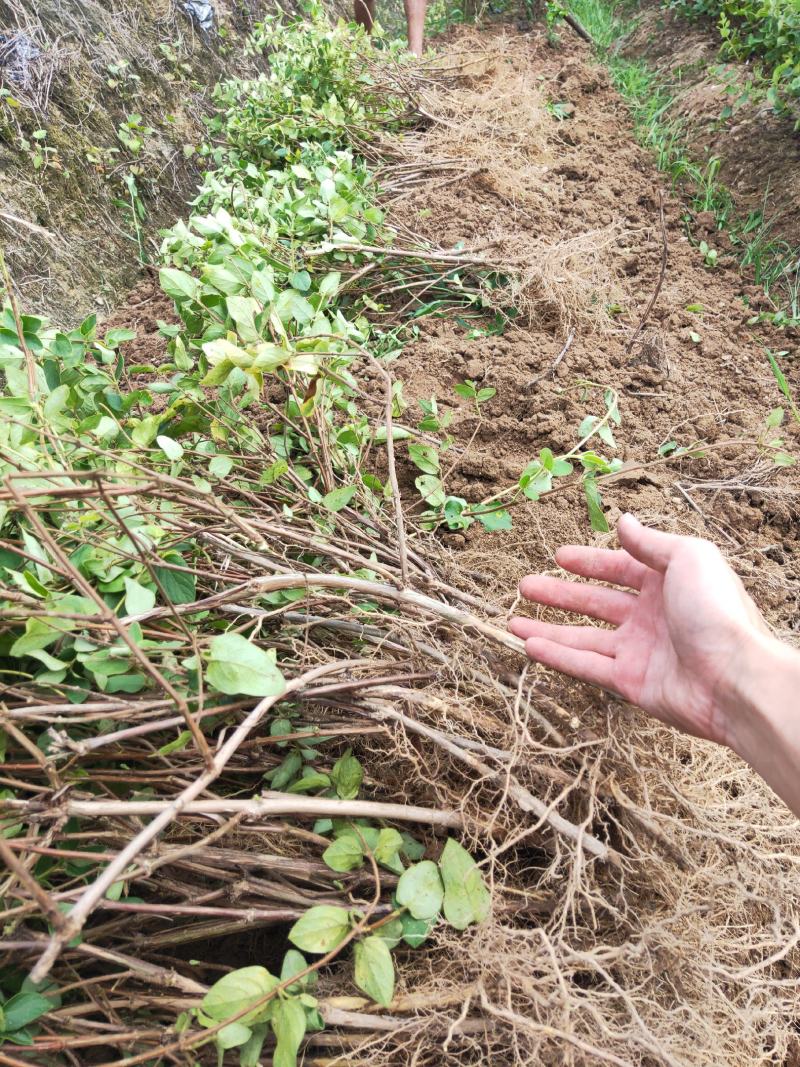 四季树形大毛花，干花现在市场80一斤左右，高产高含量品种