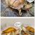大宠物龟招财龟观赏乌龟活体情侣母活物黄金龟红耳龟小乌龟粮