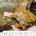 大宠物龟招财龟观赏乌龟活体情侣母活物黄金龟红耳龟小乌龟粮