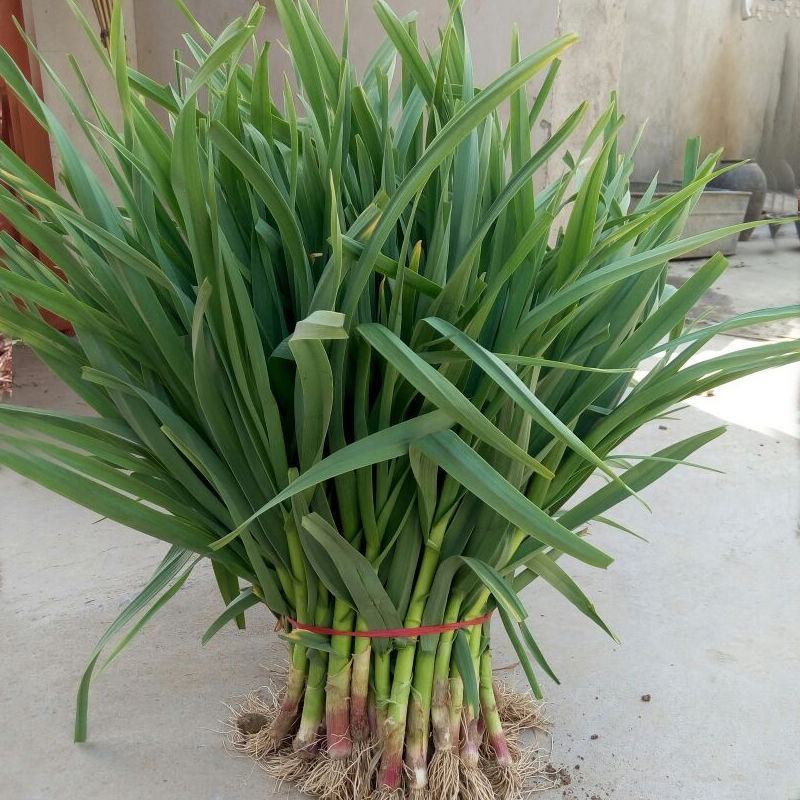 蒜苗江苏红根蒜苗基地种植现挖现发大量现货