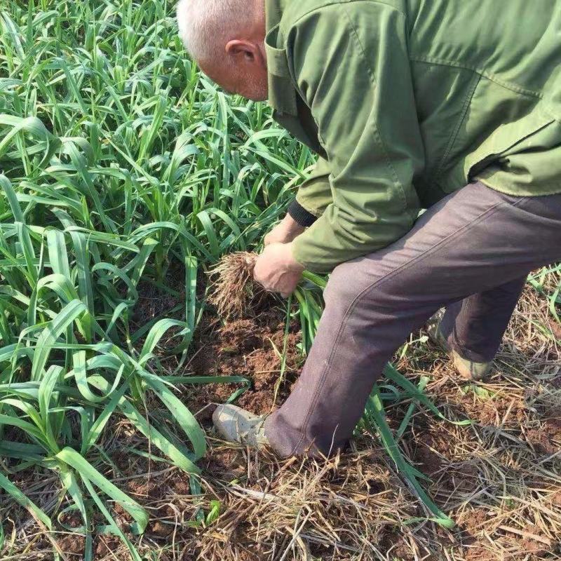 蒜苗江苏红根蒜苗基地种植现挖现发大量现货