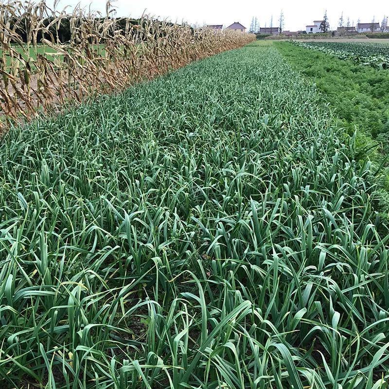 蒜苗江苏红根蒜苗基地种植现挖现发大量现货