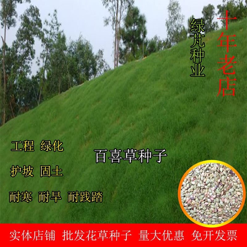 宽叶草种子道路护坡工程绿化荒山复绿耐寒耐旱耐热根系发达