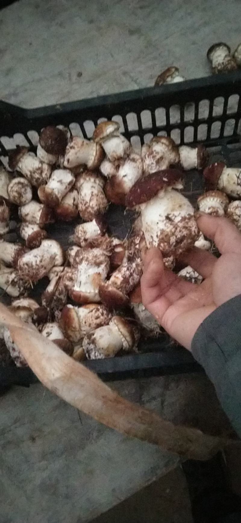 赤松茸、别名:大球盖