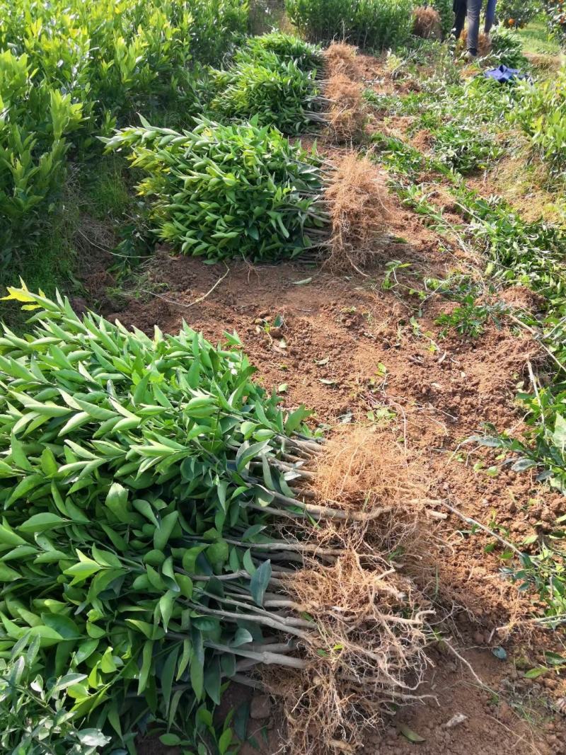 正宗沃柑苗，地苗，杯苗，移植苗假一赔十，免费种植技术服务