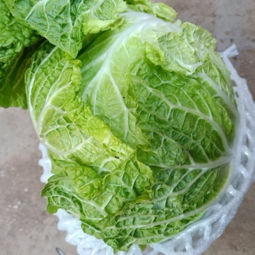 云南白菜，单颗4-5斤，产地直发直销