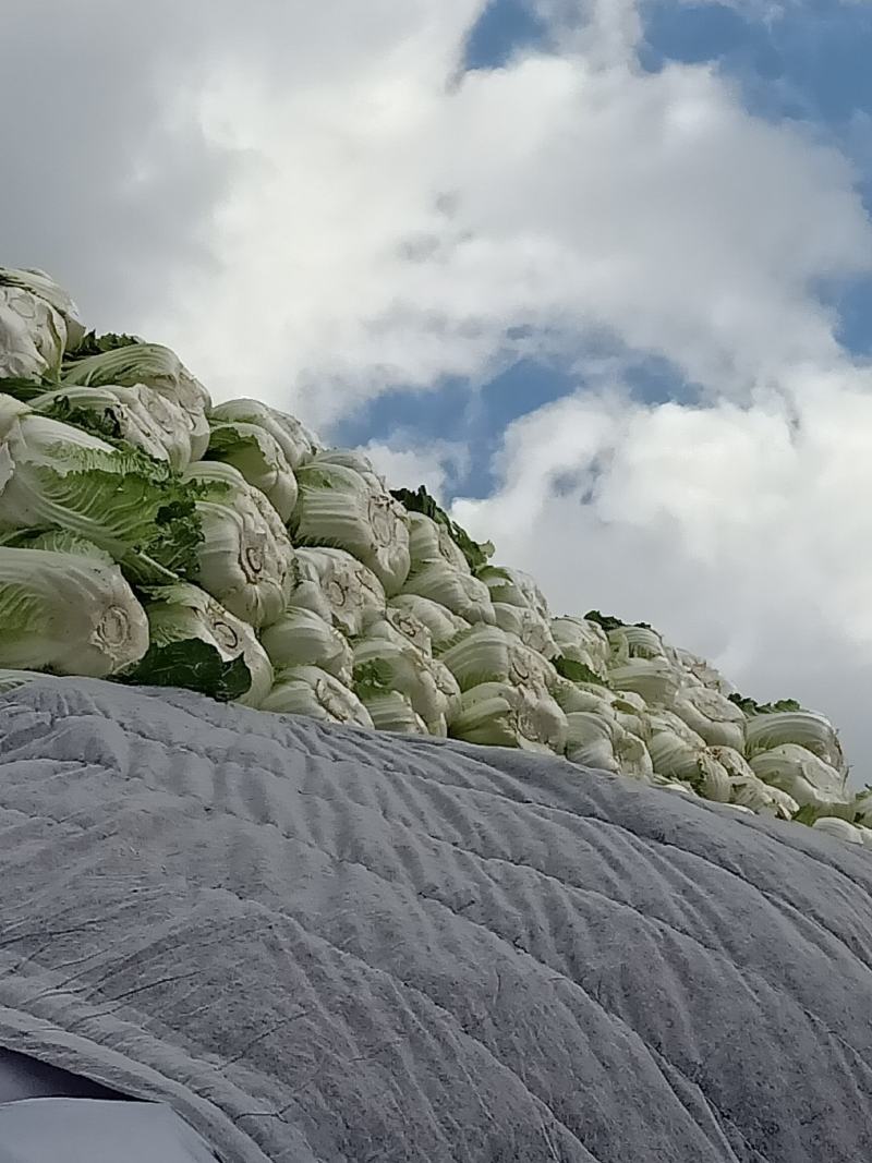 云南白菜，单颗4-5斤，产地直发直销