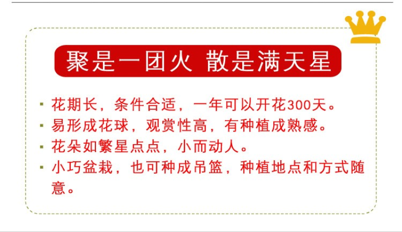 满天星种子四季可播四季开花不断室内阳台盆栽易爆盆花卉