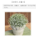 满天星种子四季可播四季开花不断室内阳台盆栽易爆盆花卉