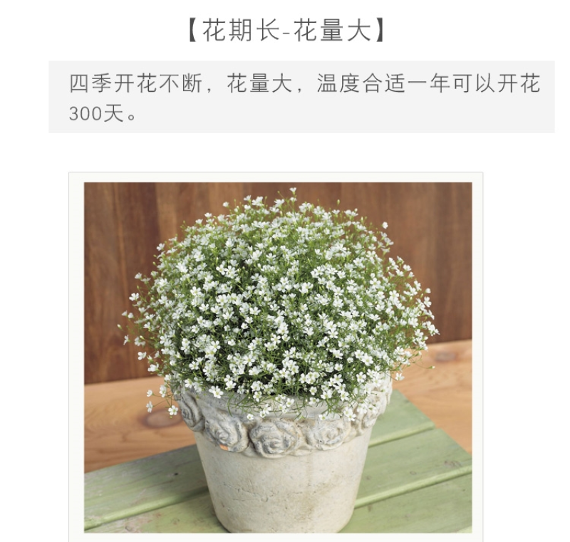 满天星种子四季可播四季开花不断室内阳台盆栽易爆盆花卉