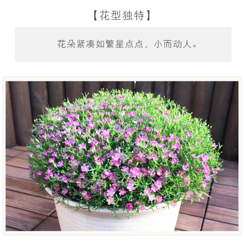 满天星种子四季可播四季开花不断室内阳台盆栽易爆盆花卉