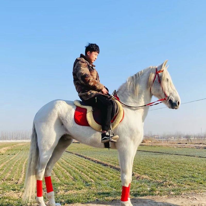 （牛商推荐）骑乘大马半血马景区马，迷你矮马，婚庆拉车马