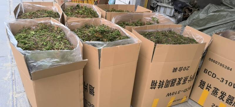 阴地蕨，一朵云，小春花，无硫，水洗，蛇不见，春不见