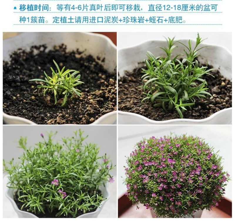 满天星种子四季可播四季开花不断室内阳台盆栽易爆盆花卉