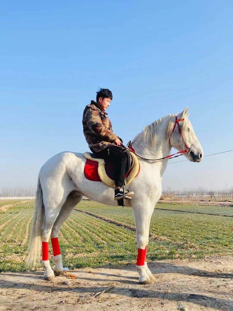 （牛商推荐）骑乘大马半血马景区马，迷你矮马，婚庆拉车马