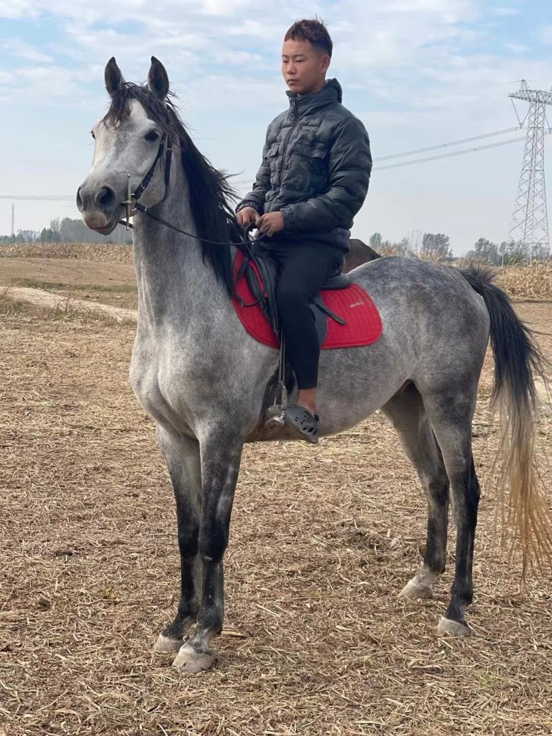 （牛商推荐）骑乘大马半血马景区马，迷你矮马，婚庆拉车马