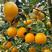 红江橙大量上市欢迎全国各地采购商联系采购