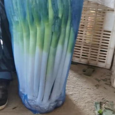 福建大葱