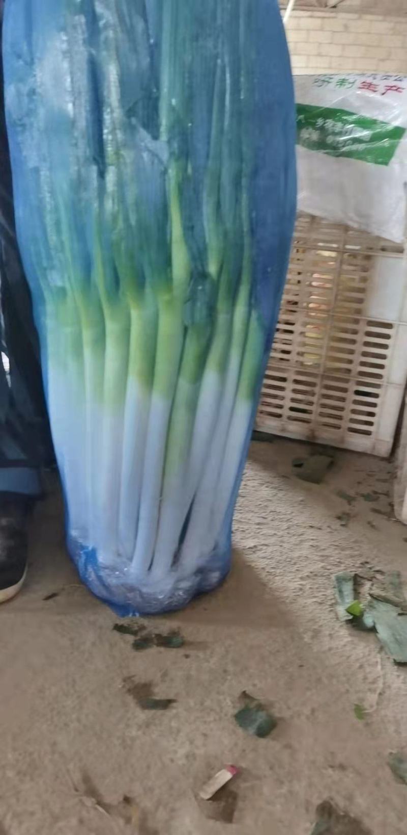 福建大葱