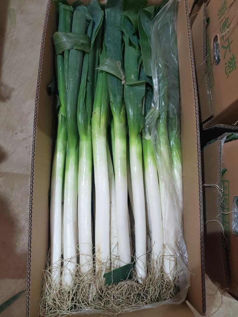 福建大葱
