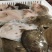 多宝鱼，规格1/1.2斤一条，一件20斤，厂家直供