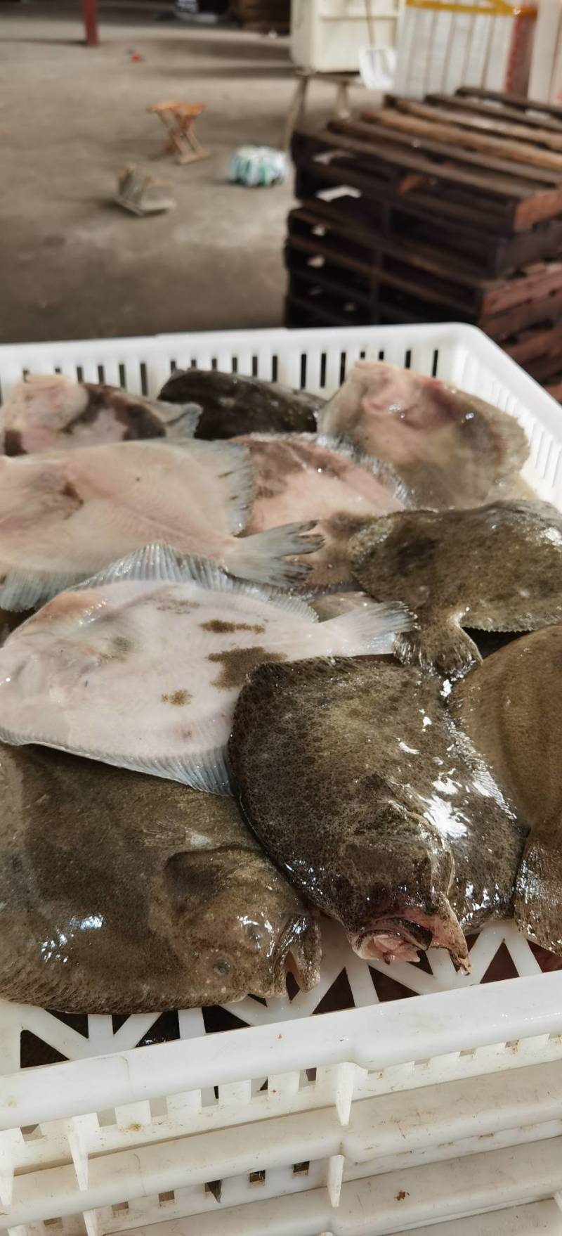 多宝鱼，规格1/1.2斤一条，一件20斤，厂家直供