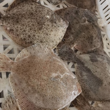 多宝鱼，规格1/1.2斤一条，一件20斤，厂家直供