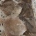多宝鱼，规格1/1.2斤一条，一件20斤，厂家直供