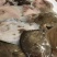 多宝鱼，规格1/1.2斤一条，一件20斤，厂家直供