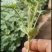 优质嫁接西瓜苗