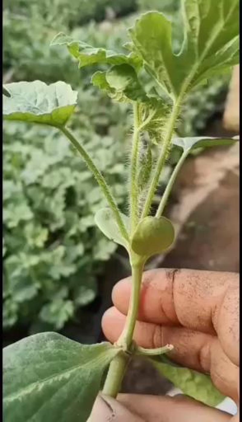 优质嫁接西瓜苗