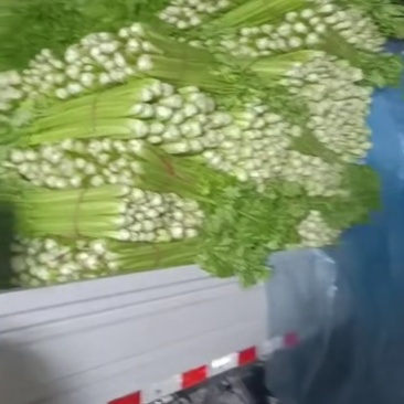 芹菜