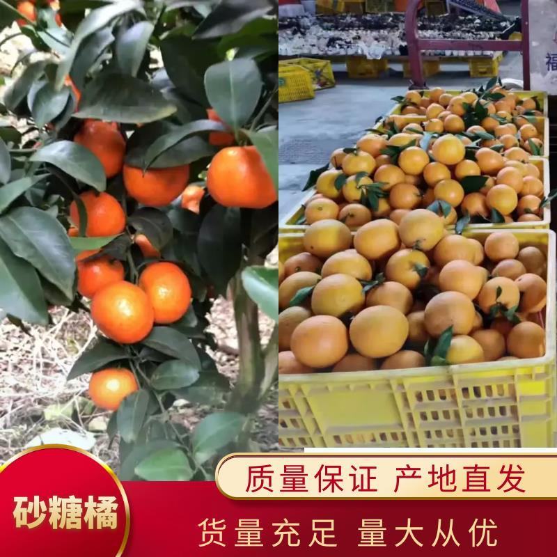 【一件代发】西林优质皇帝柑全国发货现摘现发对接电商超市