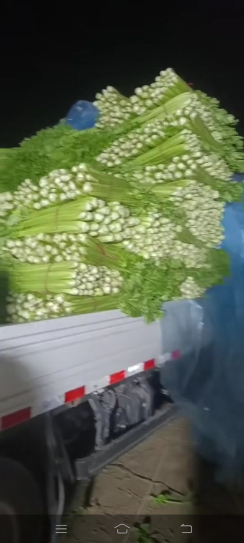 芹菜