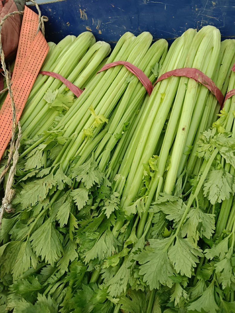 芹菜