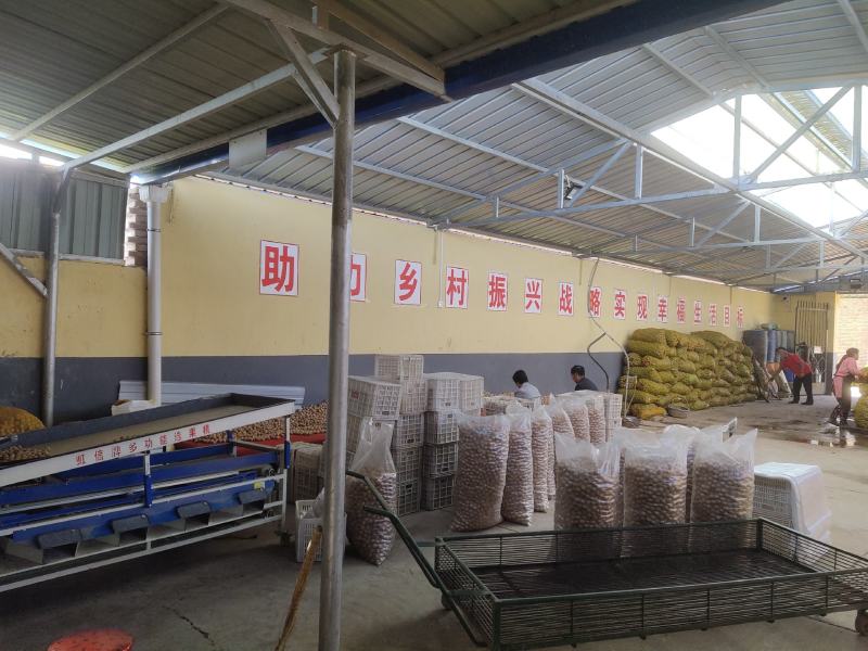 黄龙县金源核桃农民专业合作社薄皮香玲核桃