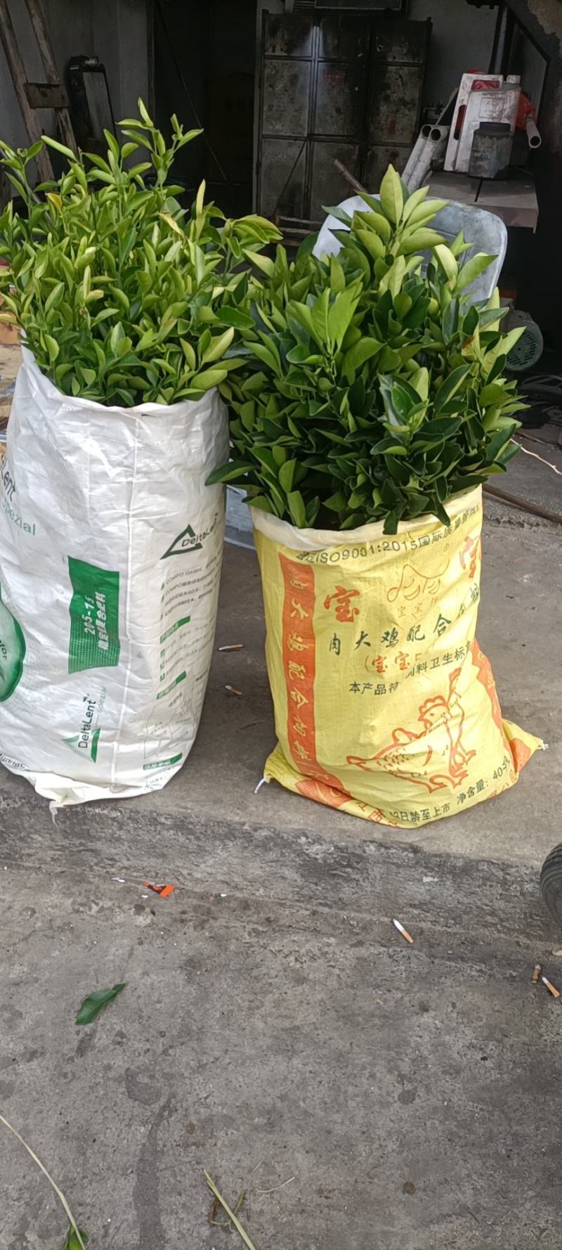 赣南纽荷尔脐橙苗，优质果树苗，大量有货欢迎各位老板来电咨